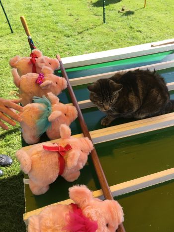 Cat on the Pig Racing Game